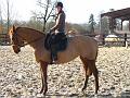 Galop 1 08 mars 2008 photo 3